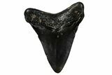 Juvenile Megalodon Tooth - North Carolina #351199-1